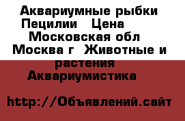 Аквариумные рыбки Пецилии › Цена ­ 20 - Московская обл., Москва г. Животные и растения » Аквариумистика   